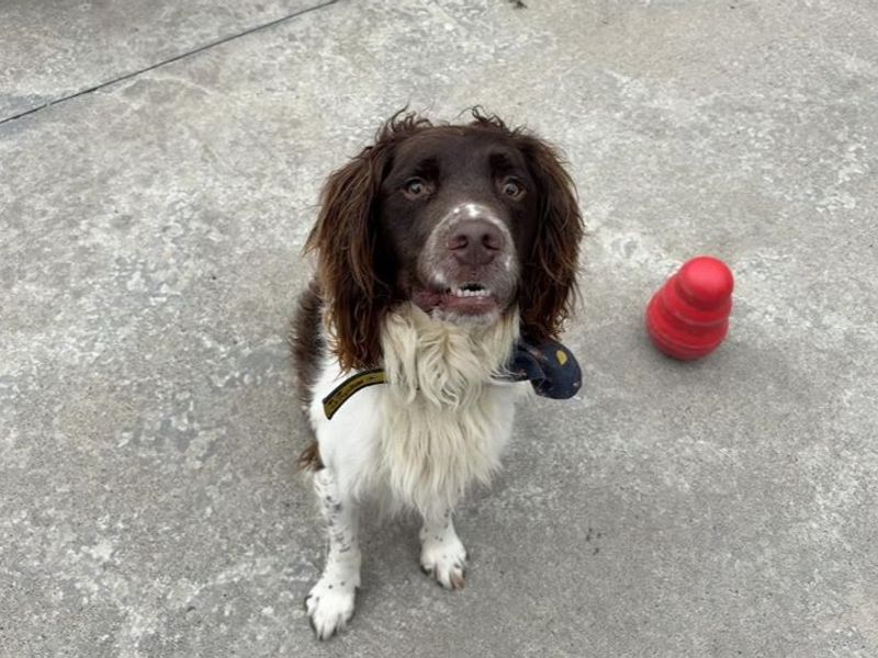 Bugsy | Spaniel (English Springer)