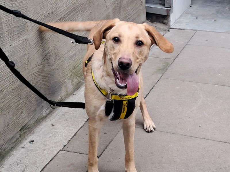 Barley | Retriever (labrador)