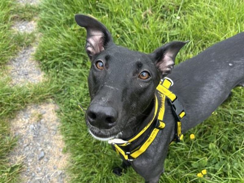 Popsy | Lurcher
