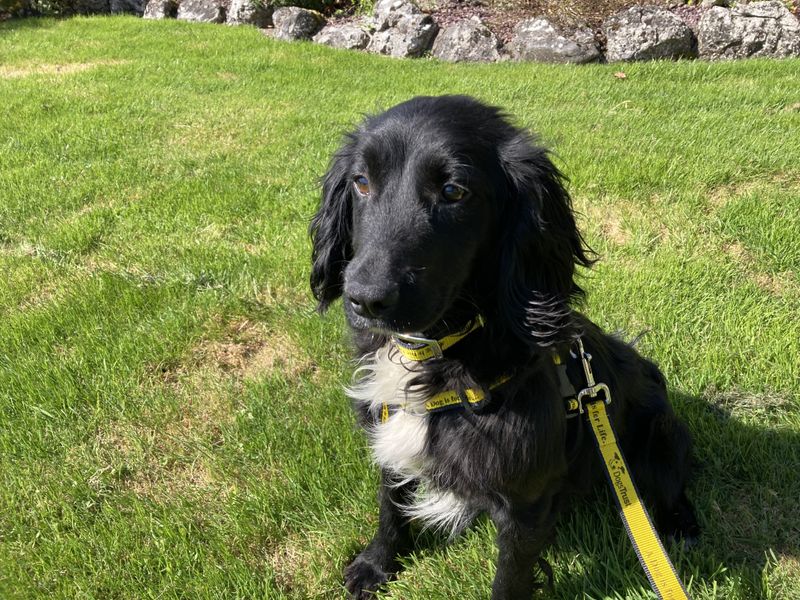 Manus | Spaniel (Cocker)