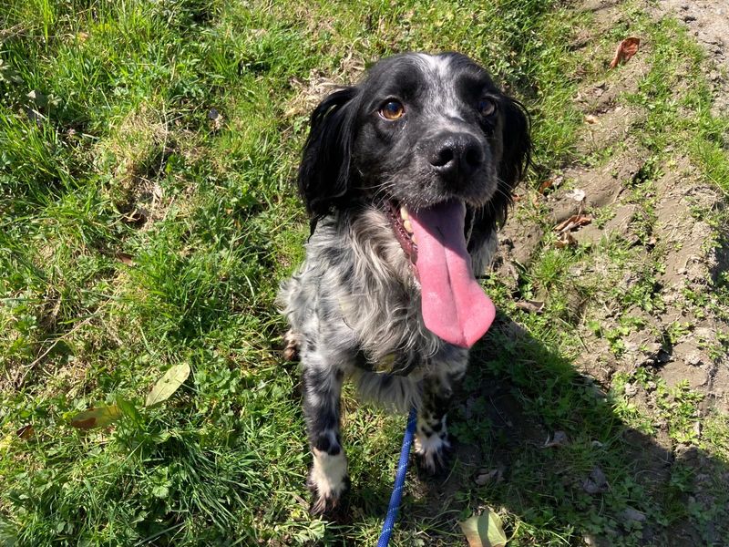 Rhodes | Spaniel (English Springer)