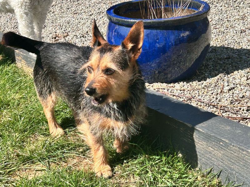 Winnie | Terrier (Jack Russell)
