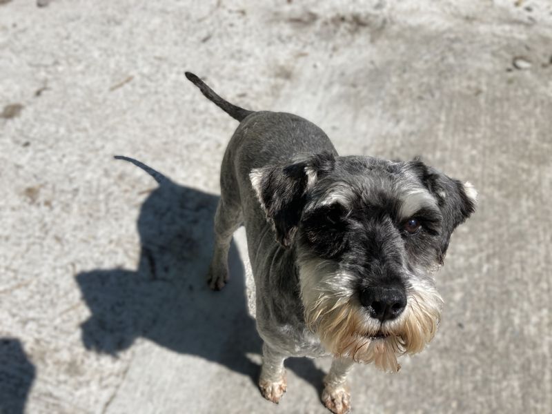 Sile | Schnauzer
