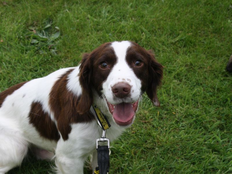 Leonard | Spaniel (Welsh Springer)