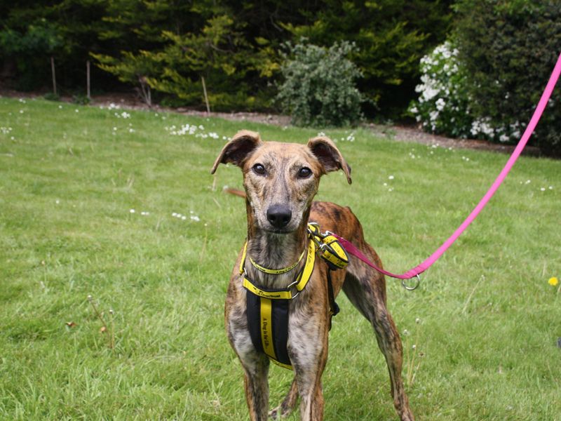 Lara | Lurcher