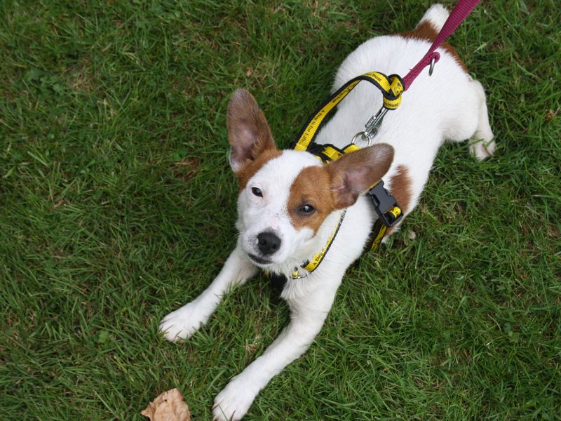 Lewis | Terrier (Jack Russell)