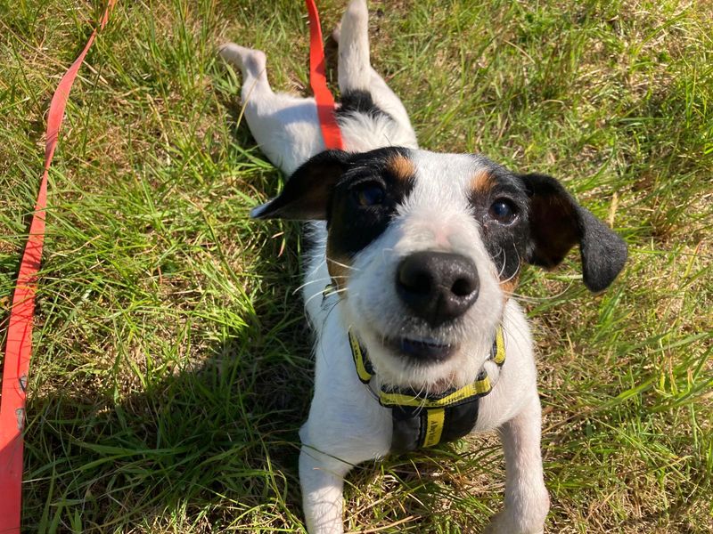 Briar | Terrier (Jack Russell)