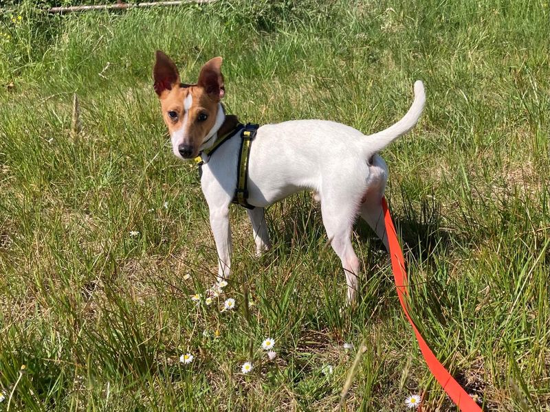 Boston | Terrier (Fox Smooth)