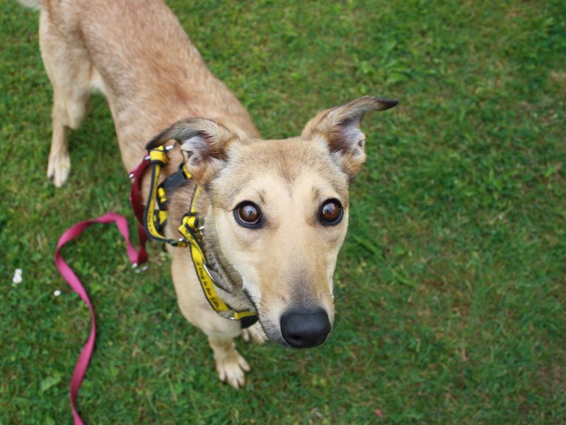 Mabel | Lurcher