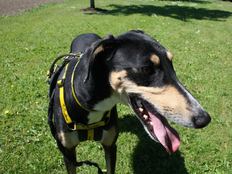 Mario | Lurcher