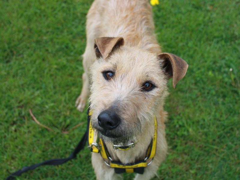 Nellie | Lurcher