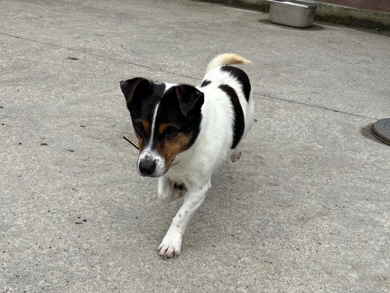 Nuka | Terrier (Jack Russell)