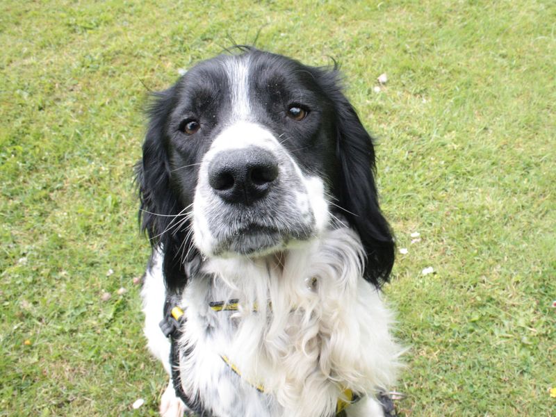 Phelim | Spaniel (English Springer)