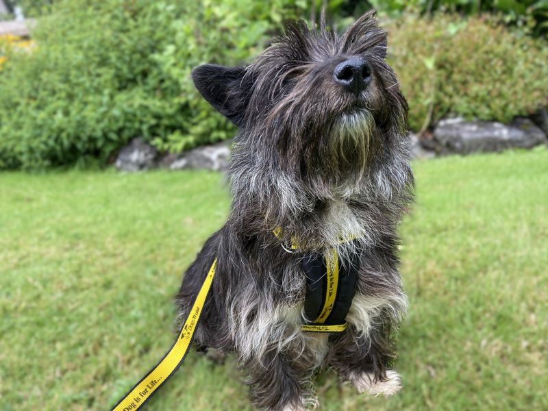 Cath | Terrier (Cairn)