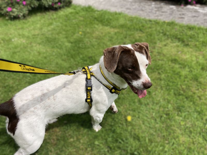 Eric | Terrier (Jack Russell)