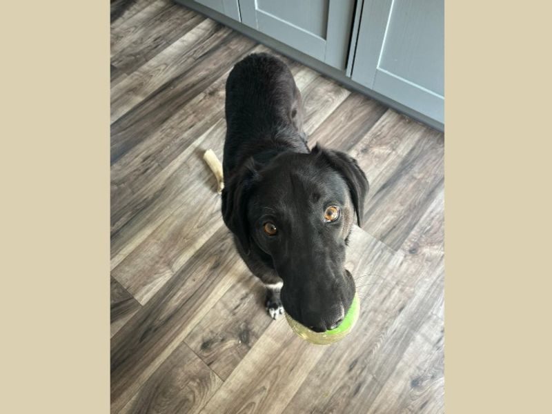 Theo | Retriever (labrador)