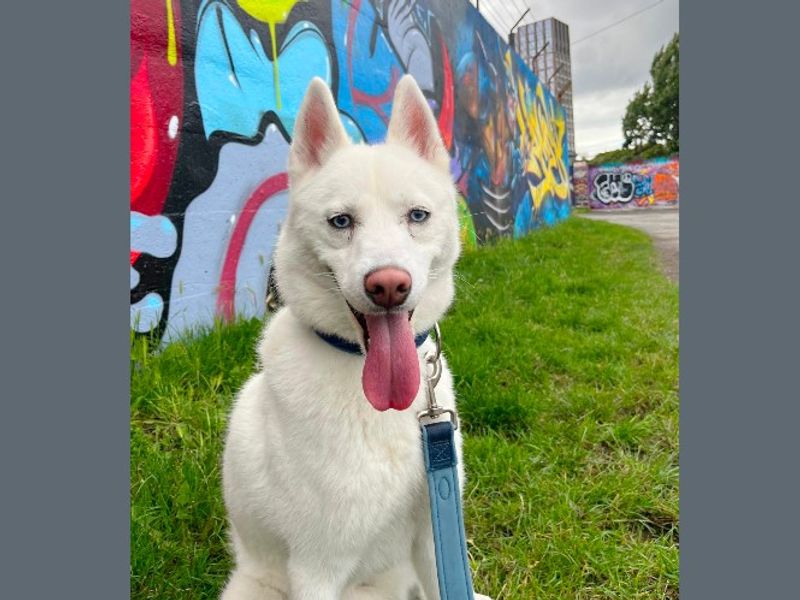 Axel | Siberian Husky