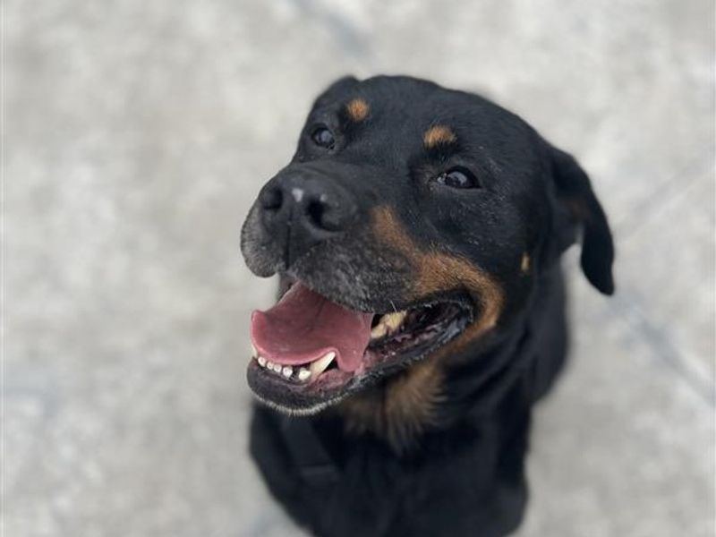 King | Rottweiler