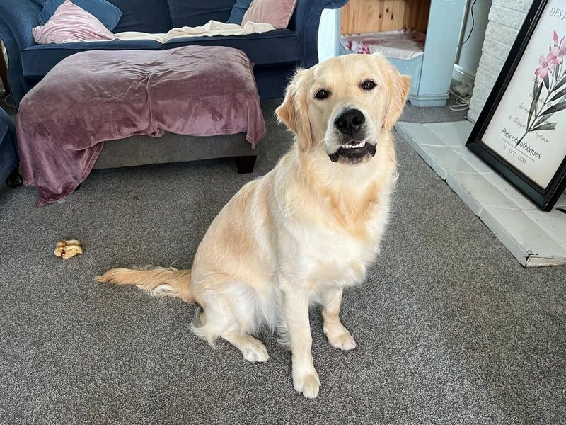 Niala | Retriever (Golden)