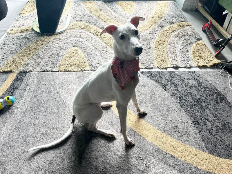 Lexi | Whippet