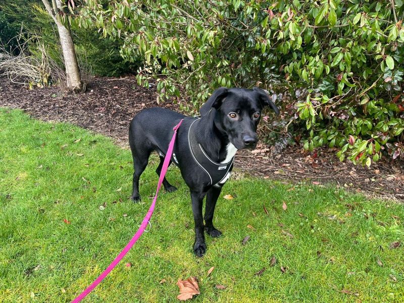 Fozzy | Collie (Border)