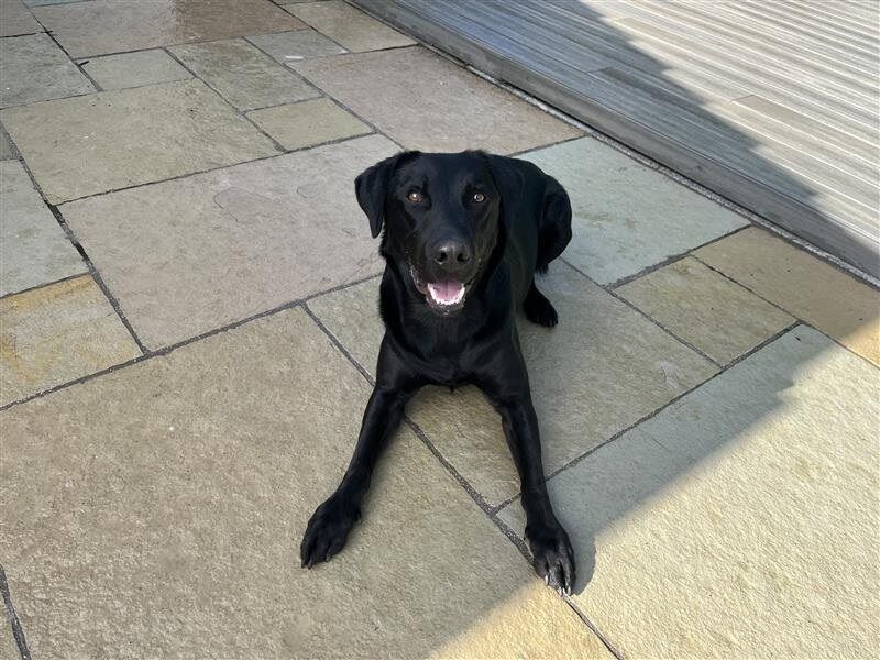 Loki | Retriever (labrador)