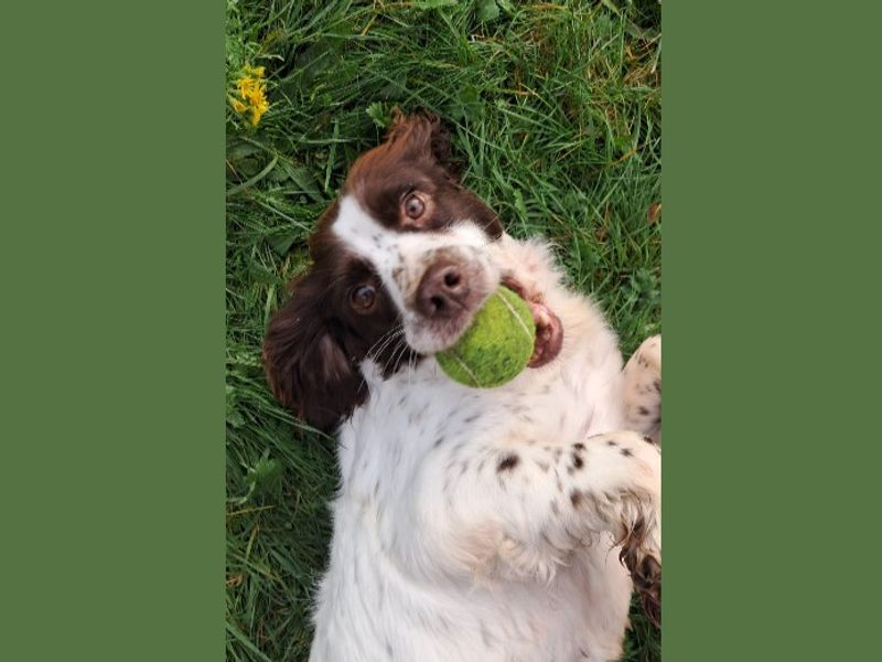 Flick | Spaniel (English Springer)