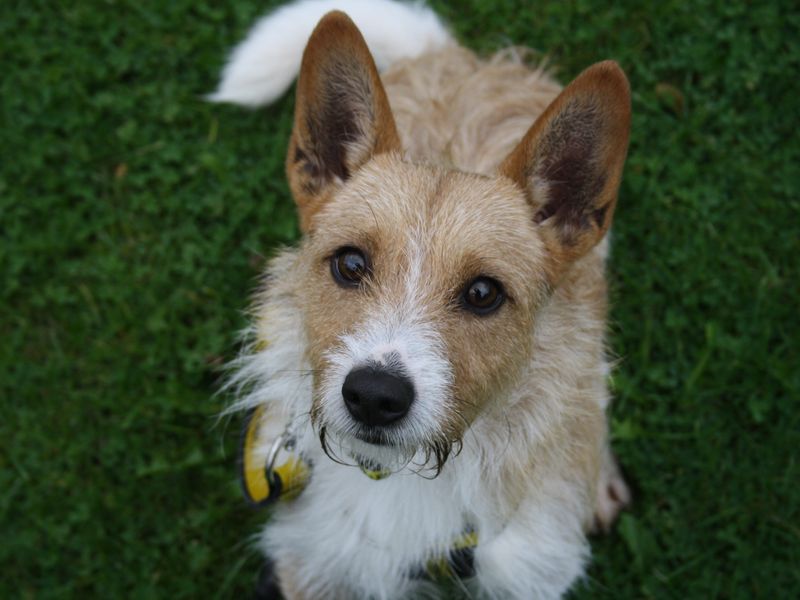 Cassius | Terrier (Jack Russell)