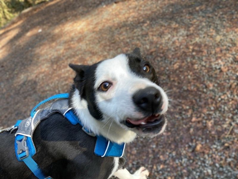 Boo | Collie (Border)