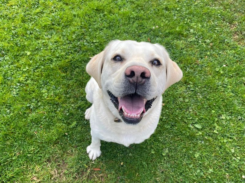 Rio | Retriever (labrador)