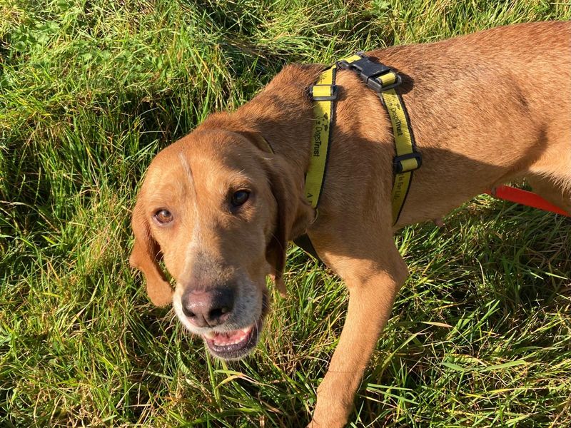 Irish | Pointer (German Shorthaired)
