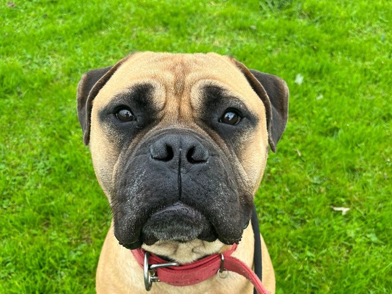 Archie | Mastiff