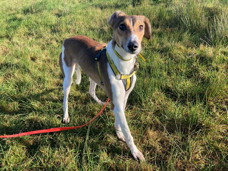 Jiffy | Lurcher