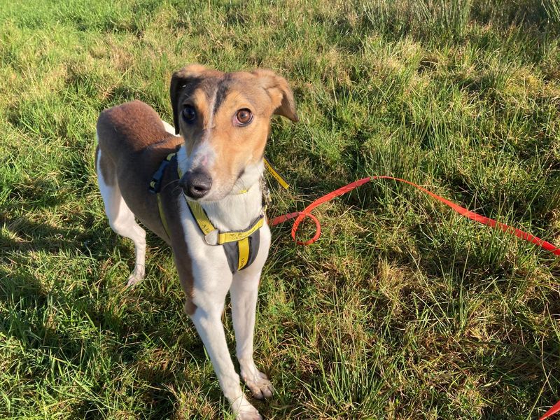 Jiffy | Lurcher