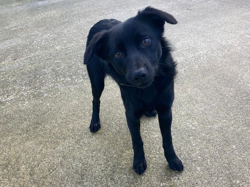 Jigsaw | Collie (Smooth)