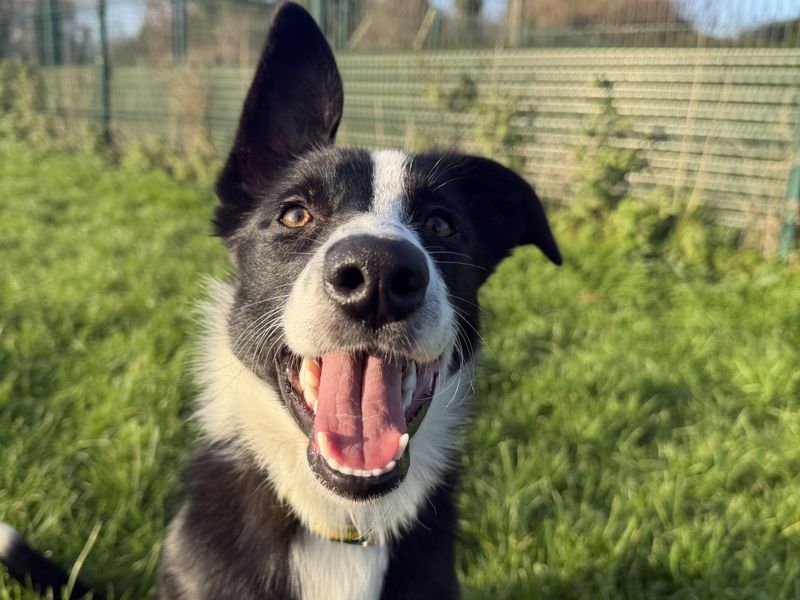 Stanley | Collie (Border)