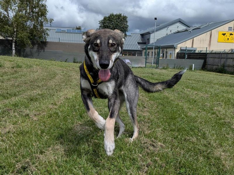Zoe | Lurcher