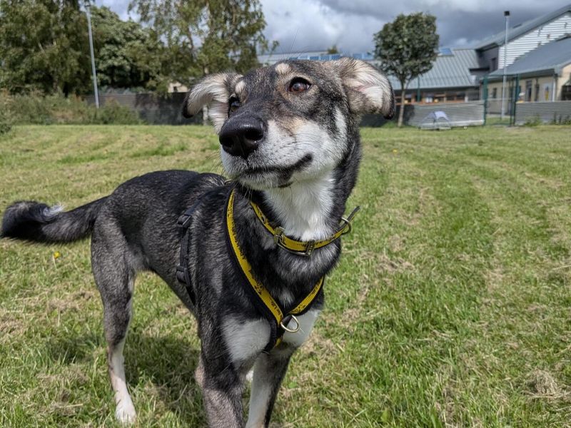 Zoe | Lurcher