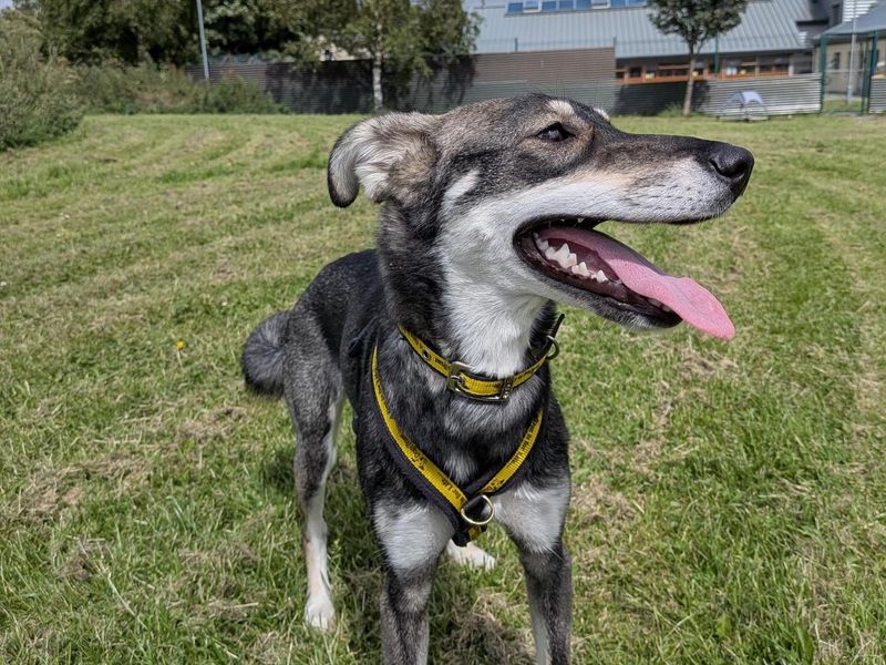 Zoe | Lurcher