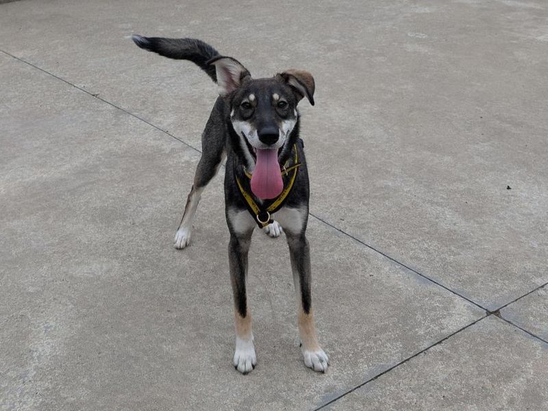 Zoe | Lurcher
