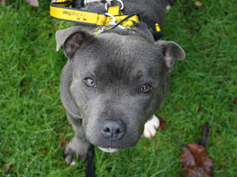 Genoveva | Terrier (Staffordshire Bull)