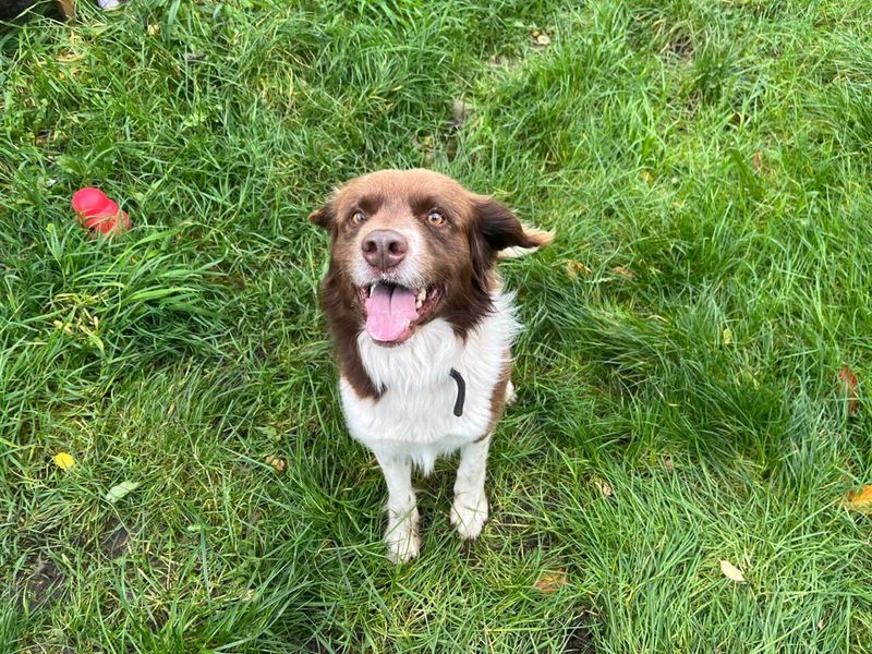 Odie | Spaniel (English Springer)