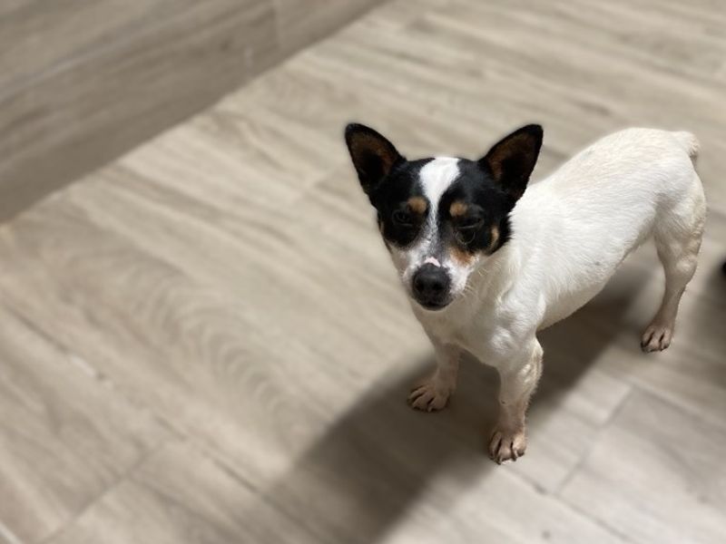 Rico | Terrier (Jack Russell)