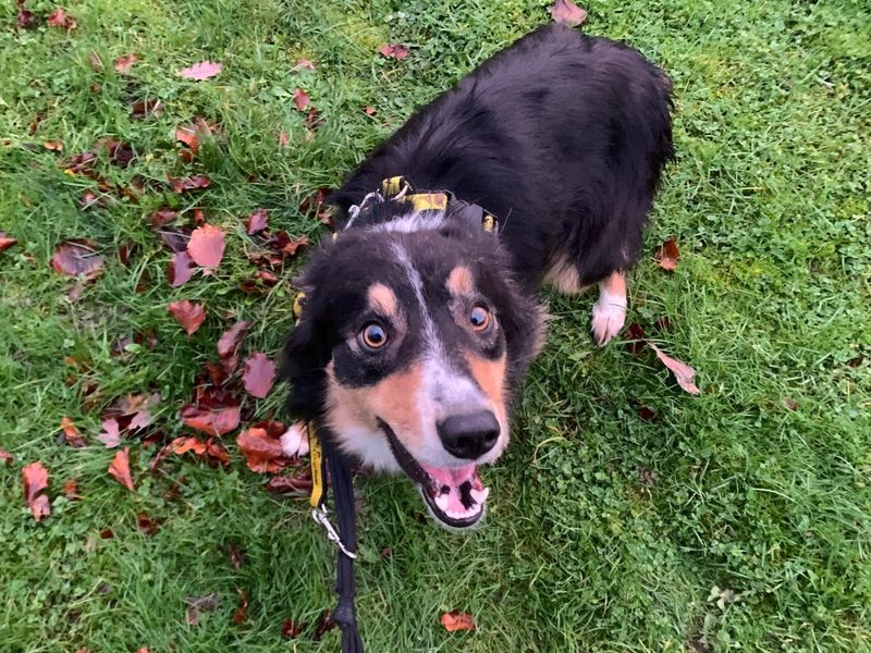 Hilary | Collie (Border)