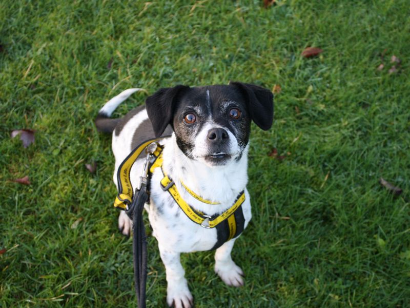 Haddie | Terrier (Jack Russell)