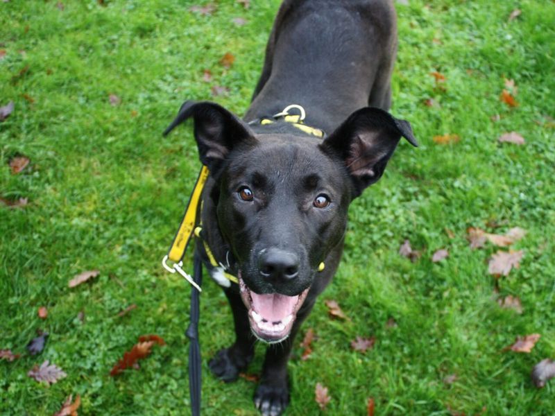 Isadora | Retriever (labrador)