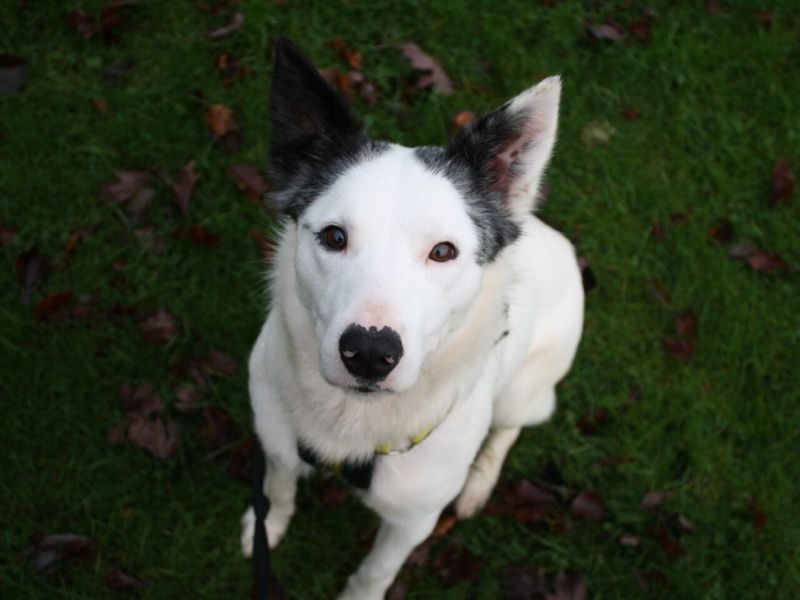 Ilias | Collie (Border)