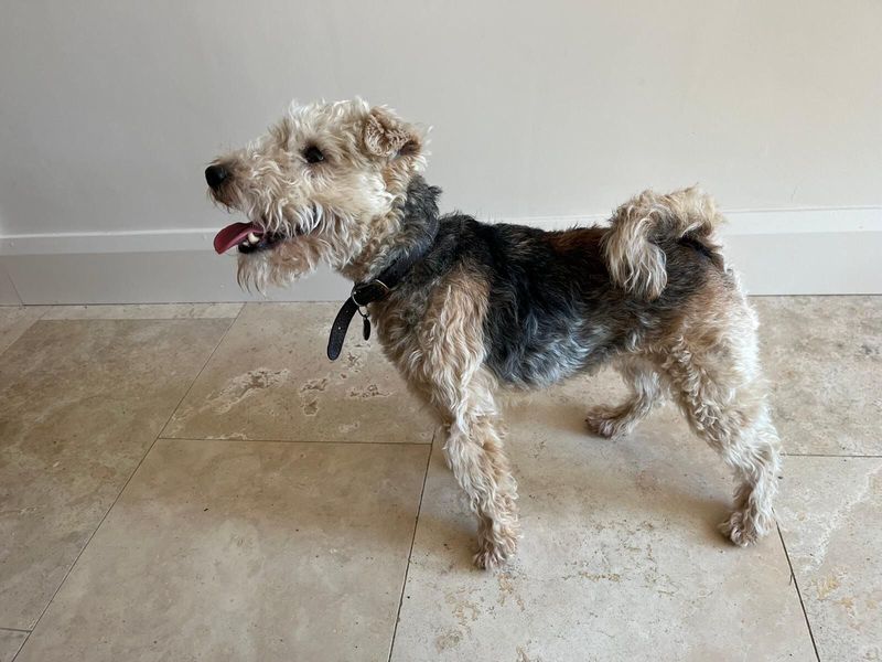 Polly | Terrier (Lakeland)