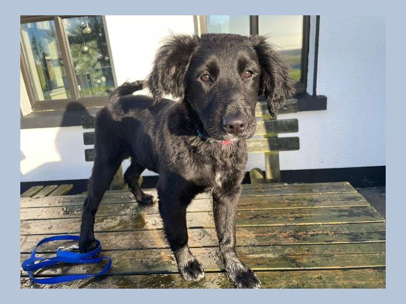 Star | Siberian Husky