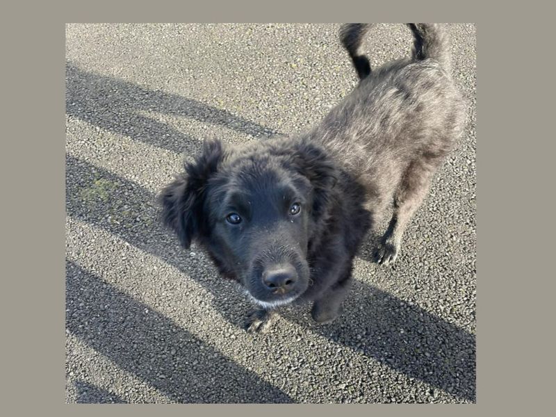 Simba | Siberian Husky